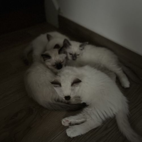 Chatons sacré de birmanie loof #2