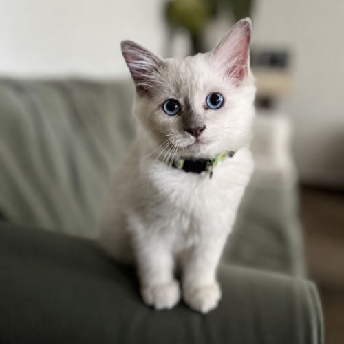 Chatons sacré de birmanie loof #0