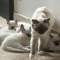 Chatons sacré de birmanie loof #1