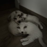 Chatons sacré de birmanie loof #2