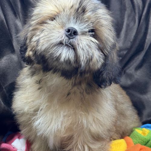 Baloo, mâle type shih tzu fauve uni disponible #1