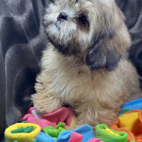Baloo, mâle type shih tzu fauve uni disponible #0