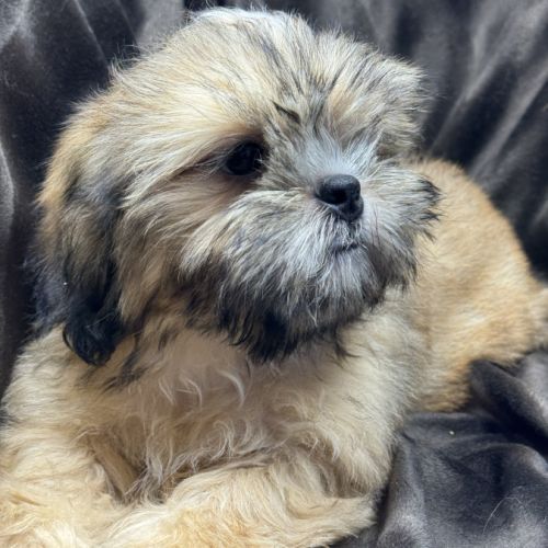 Baloo, mâle type shih tzu fauve uni disponible #3