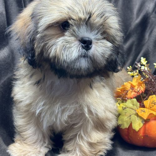 Baloo, mâle type shih tzu fauve uni disponible #4