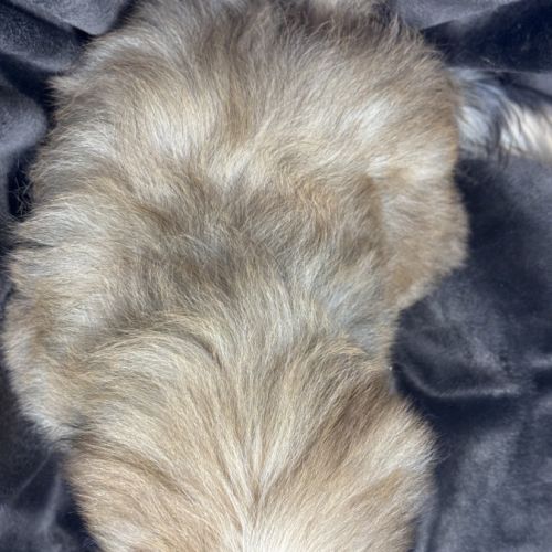 Baloo, mâle type shih tzu fauve uni disponible #5