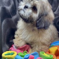 Baloo, mâle type shih tzu fauve uni disponible
