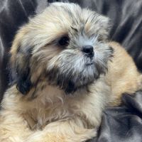 Baloo, mâle type shih tzu fauve uni disponible #3