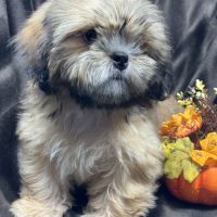 Baloo, mâle type shih tzu fauve uni disponible #4