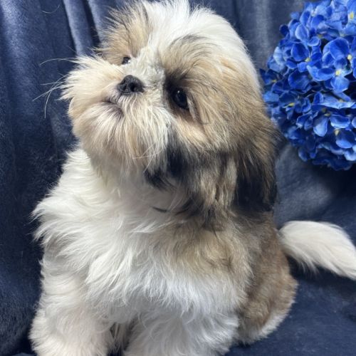 Bandit, mâle type shih tzu ,fauve et blanc #1
