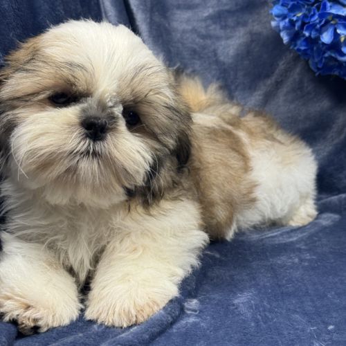 Bandit, mâle type shih tzu ,fauve et blanc #2
