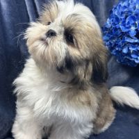 Bandit, mâle type shih tzu ,fauve et blanc #1