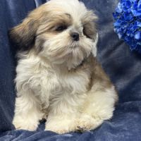Bandit, mâle type shih tzu ,fauve et blanc