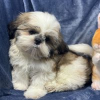 Bandit, mâle type shih tzu ,fauve et blanc #4