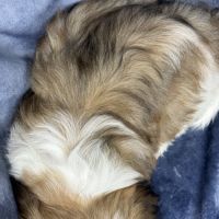 Bandit, mâle type shih tzu ,fauve et blanc #5