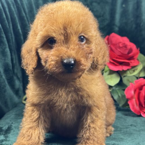 Buddy, mâle type caniche nain couleur rouge #5