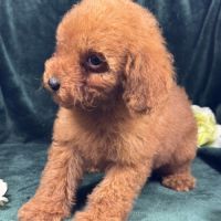Buddy, mâle type caniche nain couleur rouge #4