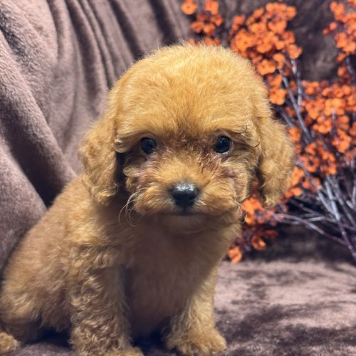 Loupy, mâle type caniche nain couleur rouge #1