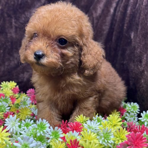 Loupy, mâle type caniche nain couleur rouge #0