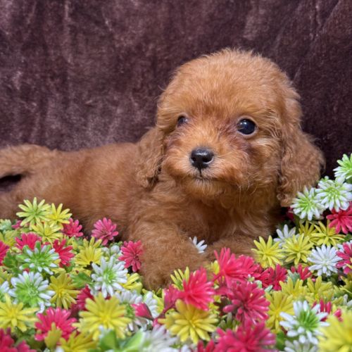 Loupy, mâle type caniche nain couleur rouge #5