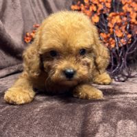 Loupy, mâle type caniche nain couleur rouge #2