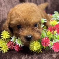 Loupy, mâle type caniche nain couleur rouge #3