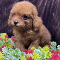 Loupy, mâle type caniche nain couleur rouge