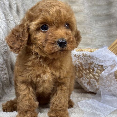 Perla, femelle type caniche nain couleur rouge #1