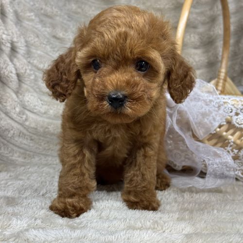 Perla, femelle type caniche nain couleur rouge #2