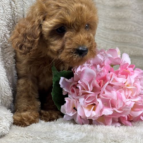 Perla, femelle type caniche nain couleur rouge #3