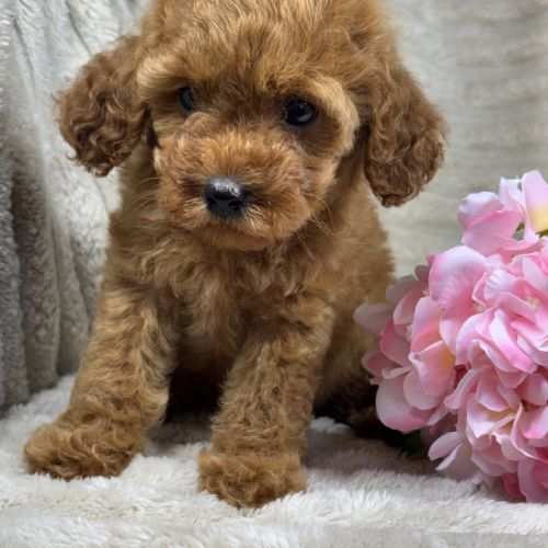 Perla, femelle type caniche nain couleur rouge #0