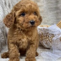 Perla, femelle type caniche nain couleur rouge #1