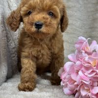 Perla, femelle type caniche nain couleur rouge #5