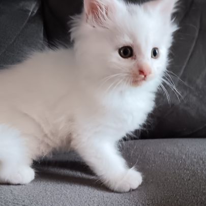 Chaton maine coon #1