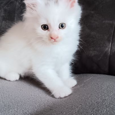 Chaton maine coon #2