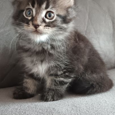 Chaton maine coon #3