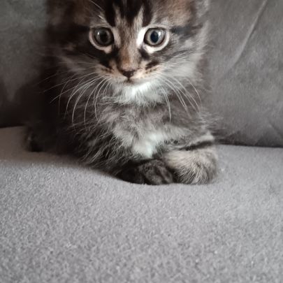 Chaton maine coon #4