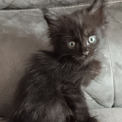 Chaton maine coon