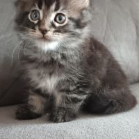 Chaton maine coon #3