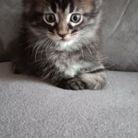 Chaton maine coon #4