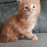 Chaton maine coon #6