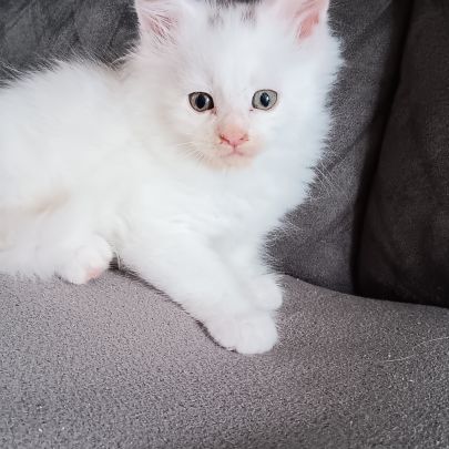 Chaton maine coon #1