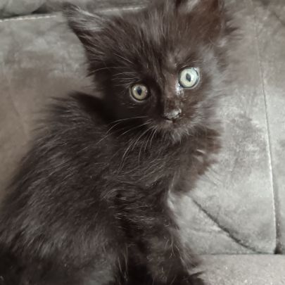 Chaton maine coon #3