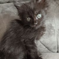 Chaton maine coon #3