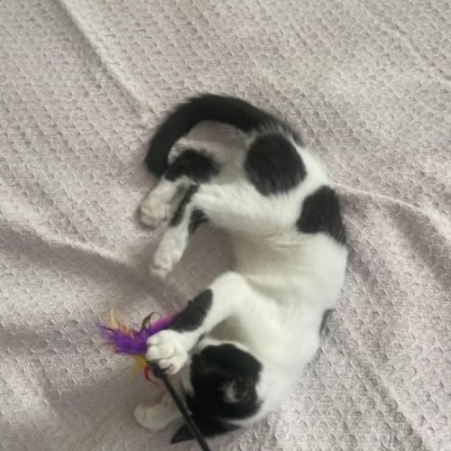 Arthur un amour de chaton #1