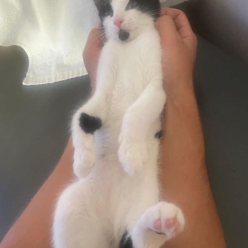 Arthur un amour de chaton #2