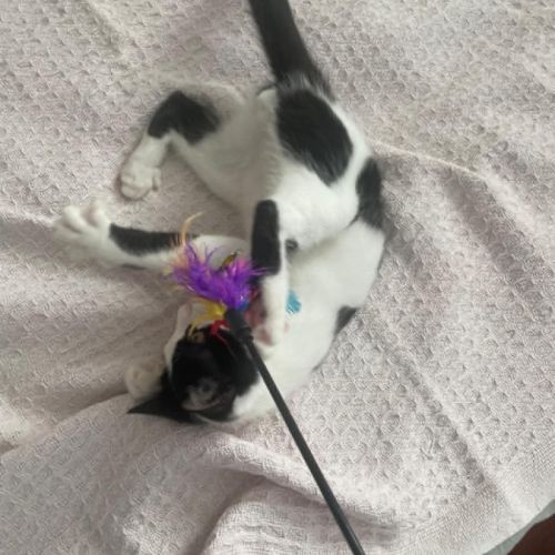 Arthur un amour de chaton #3