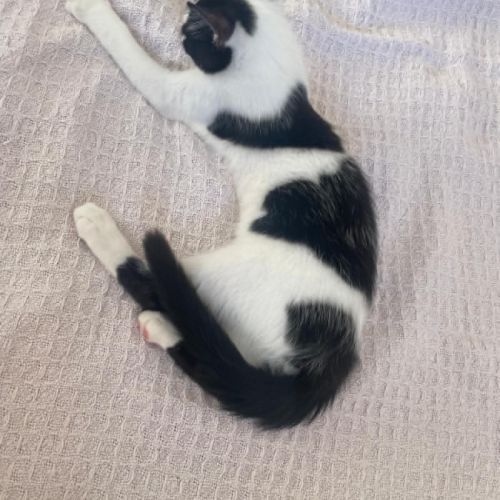 Arthur un amour de chaton #7