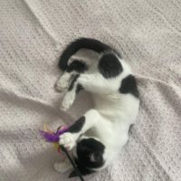 Arthur un amour de chaton #1