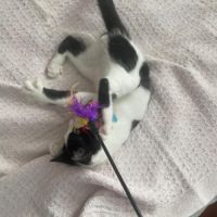 Arthur un amour de chaton #3