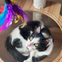 Arthur un amour de chaton #4